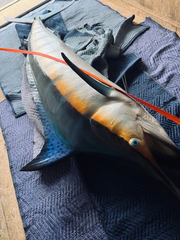 A large swordfish lies on padded blankets with an orange strap over it.