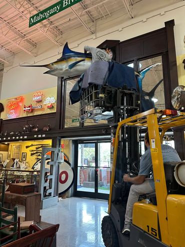 Worker on forklift installing a large mounted marlin fish inside a store.