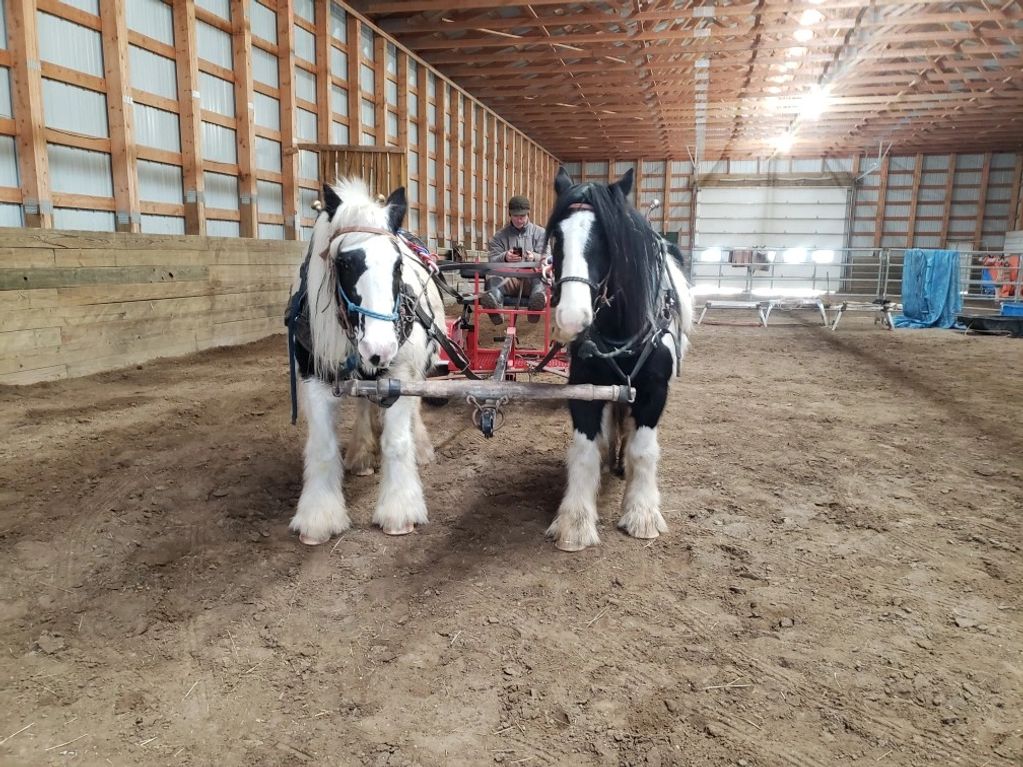 Driving Gypsy vanners