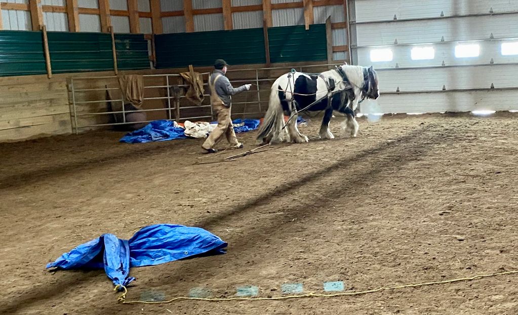 Driving Gypsy Vanners