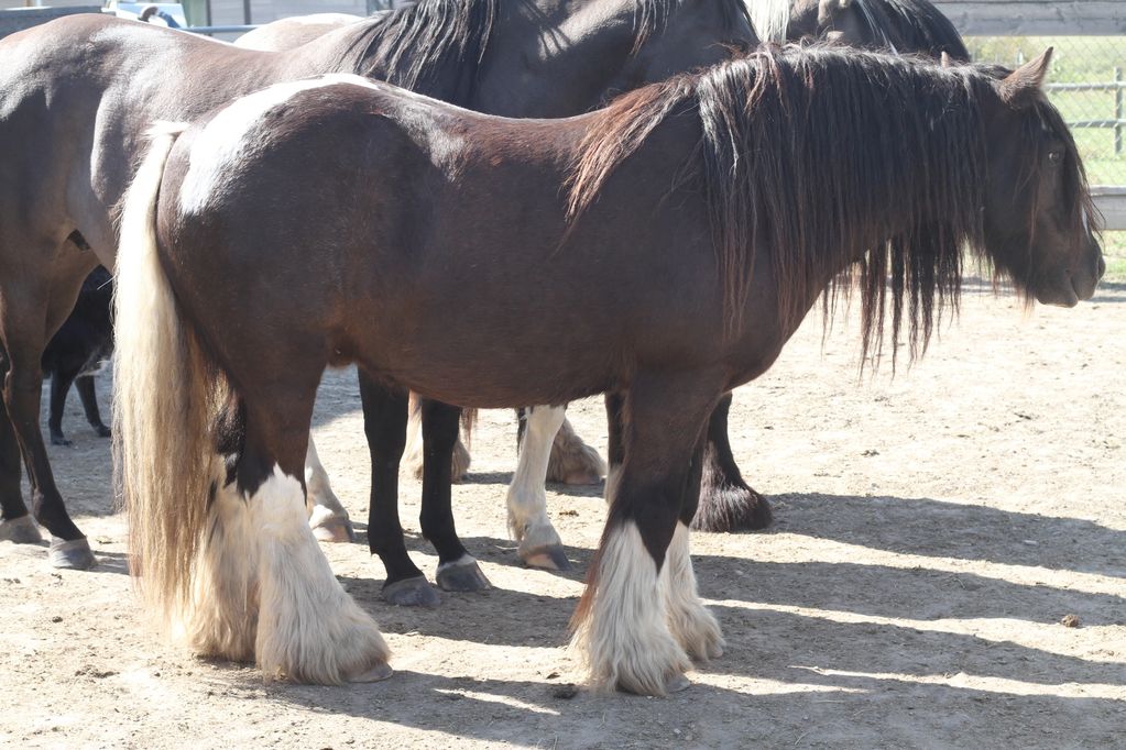Driving Gypsy Vanner