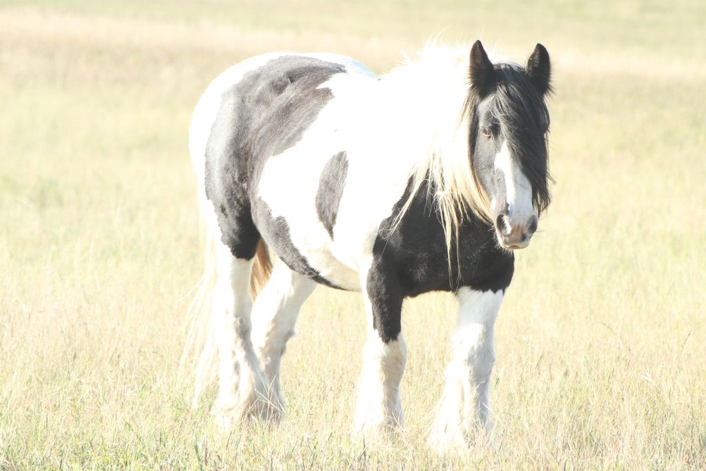 Retired Gypsy Vanner