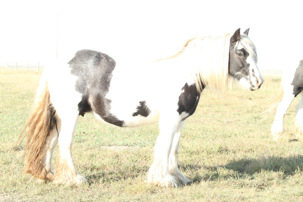 Gypsy Vanner Mare