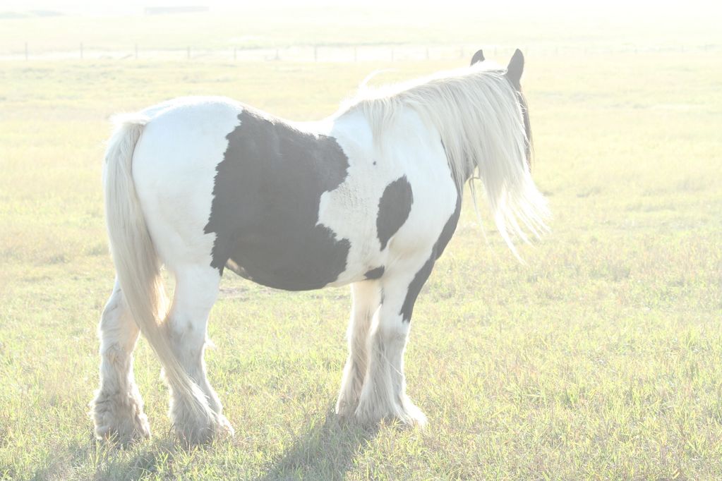 Gypsy Vanner