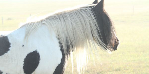 Gypsy Vanner Mare