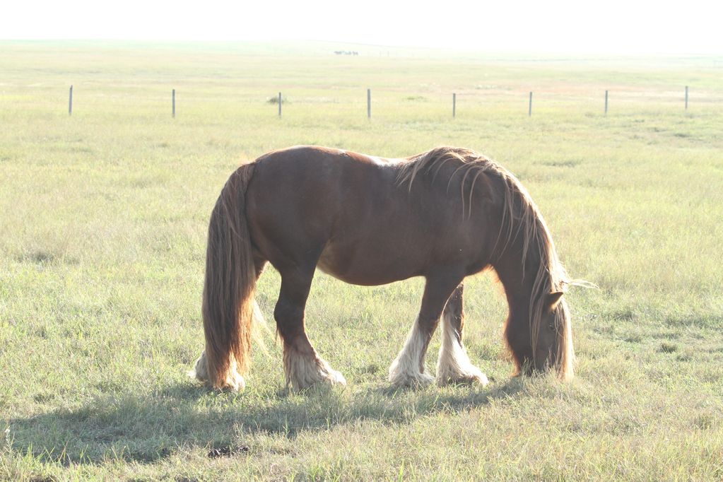 Gypsy Vanner For Sale