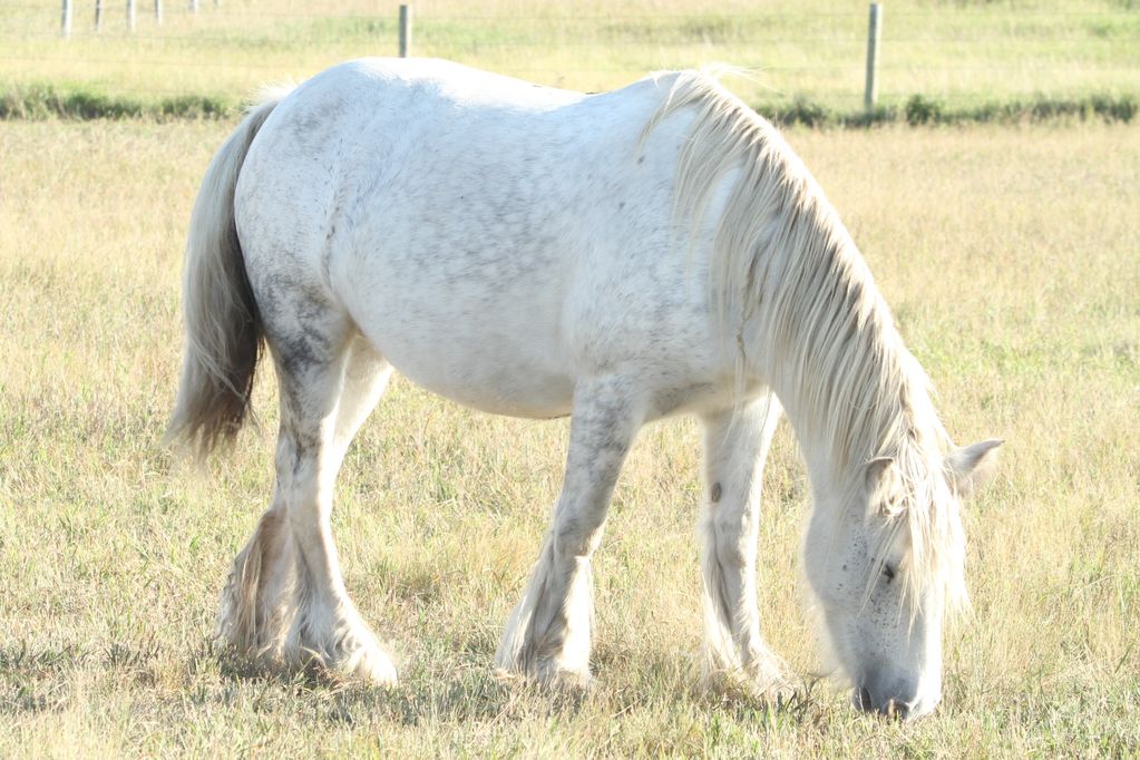 Gypsy Vanner Broodmare