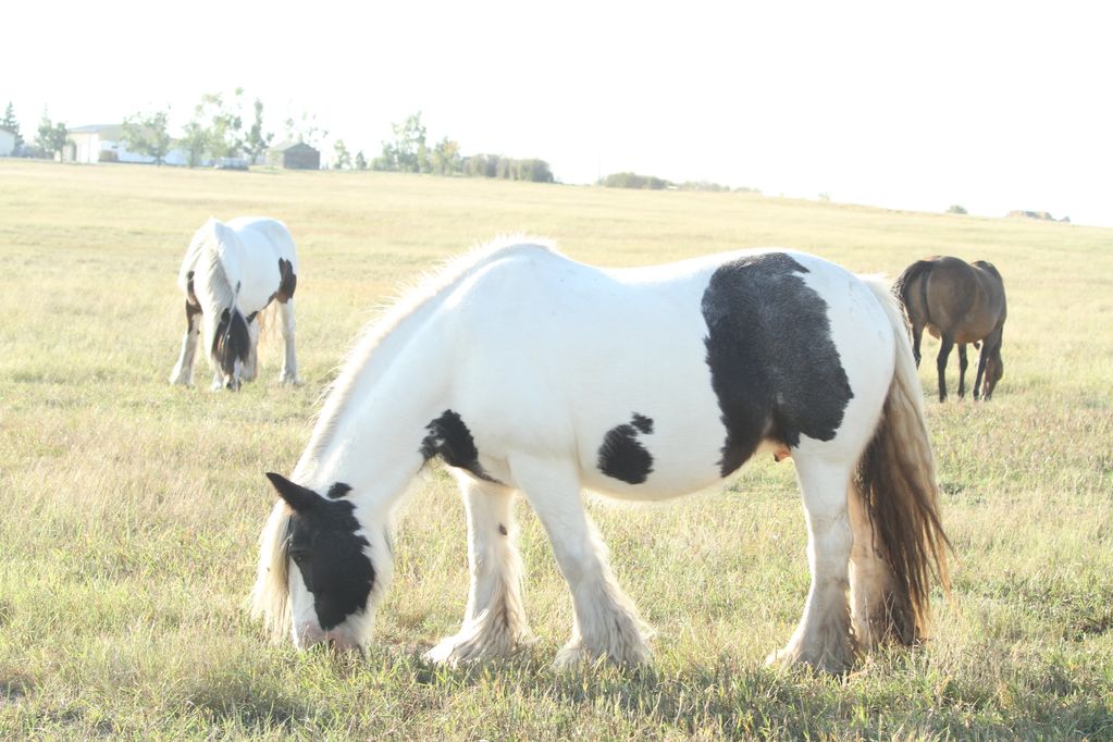 Gypsy Vanner Mare