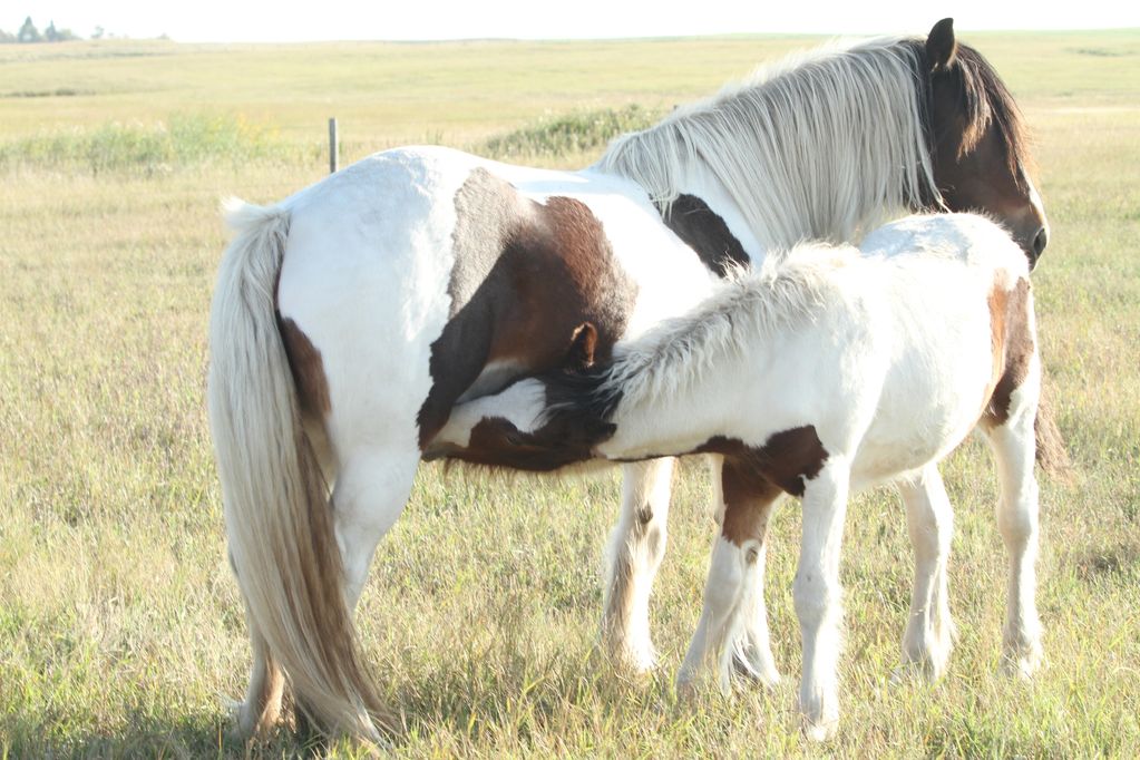 Gypsy Vanner Broodmare