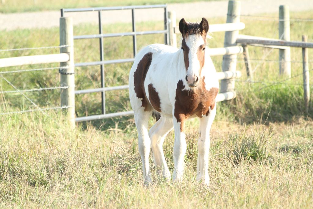 Registered gypsy vanner filly