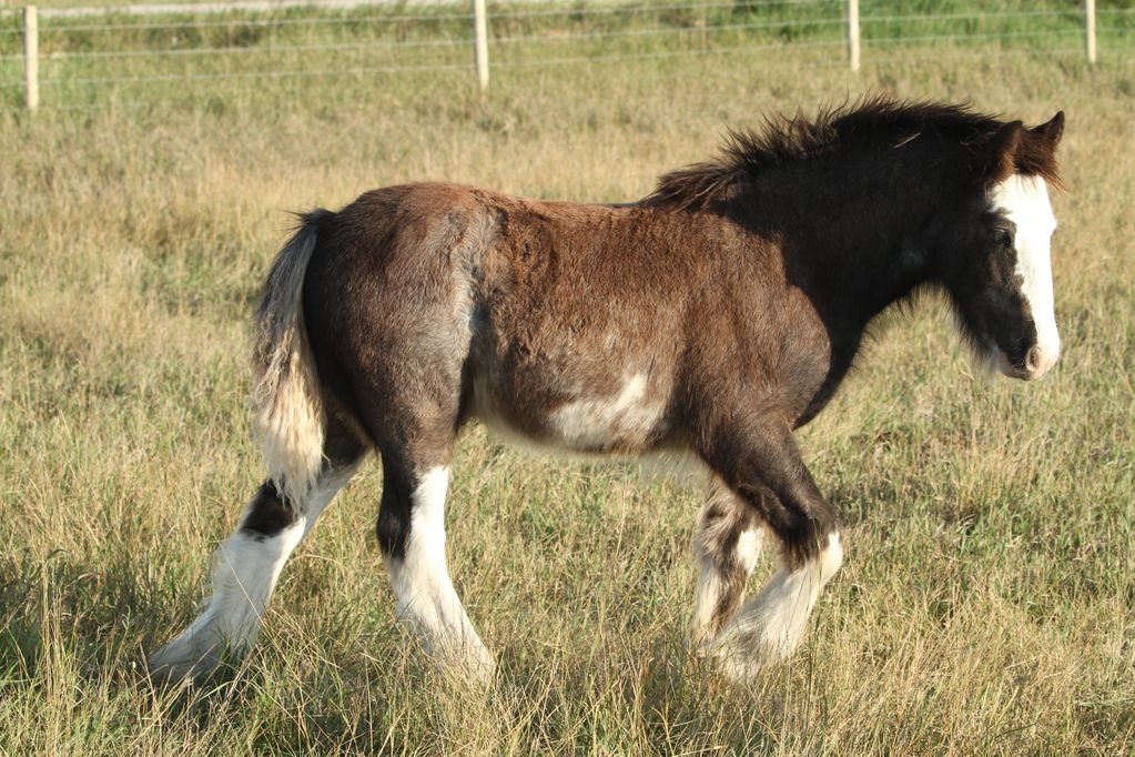 Registered Gypsy Vanner Colt