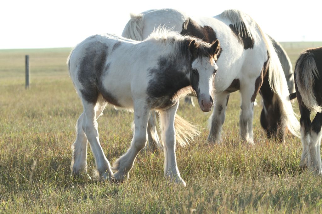Registered Gypsy Vanner colt