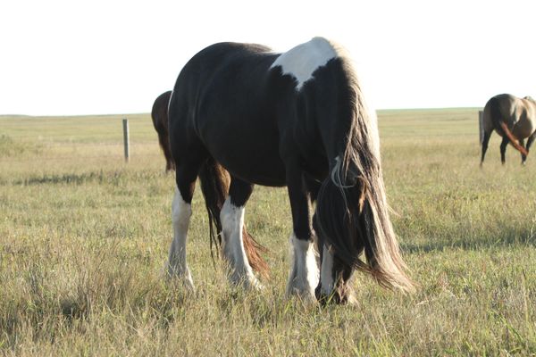 Gypsy Vanner Mare