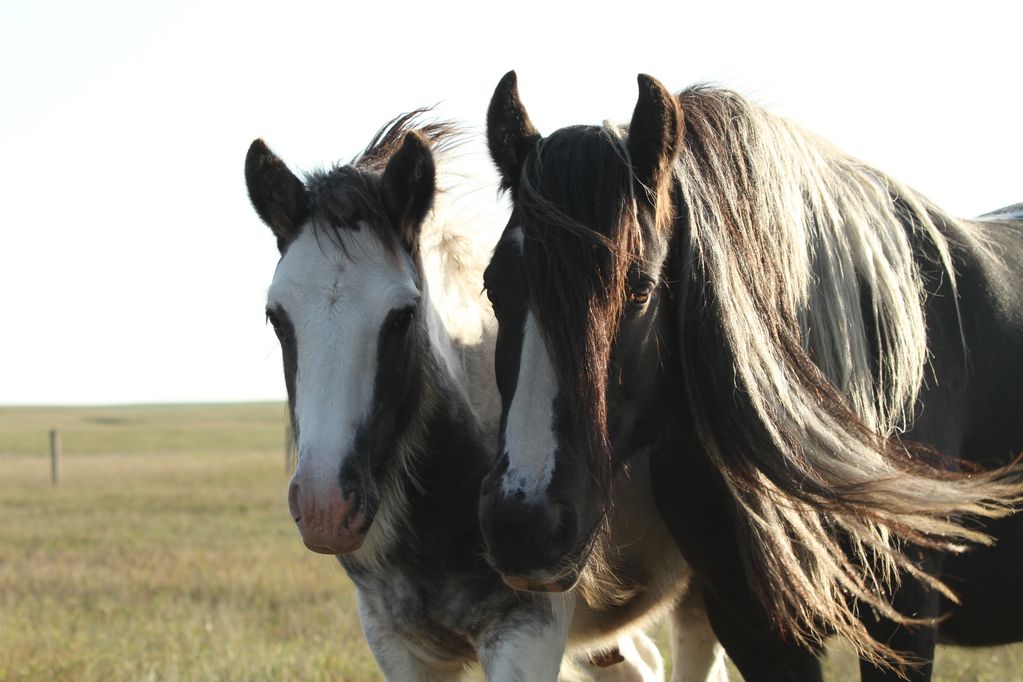 Gypsy Vanner Weanling
