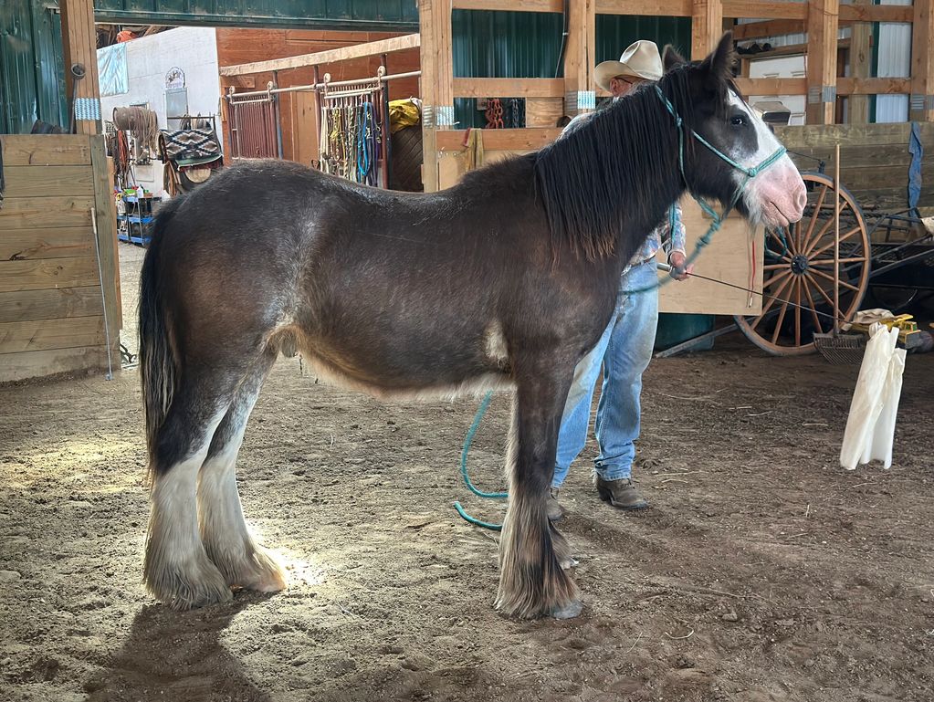 A Shire horse with a person in a barn.