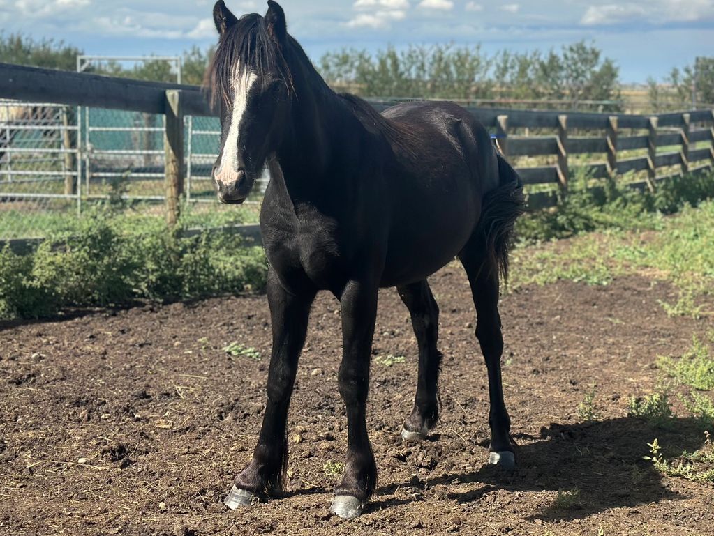 A black horse standing in a fenced area.