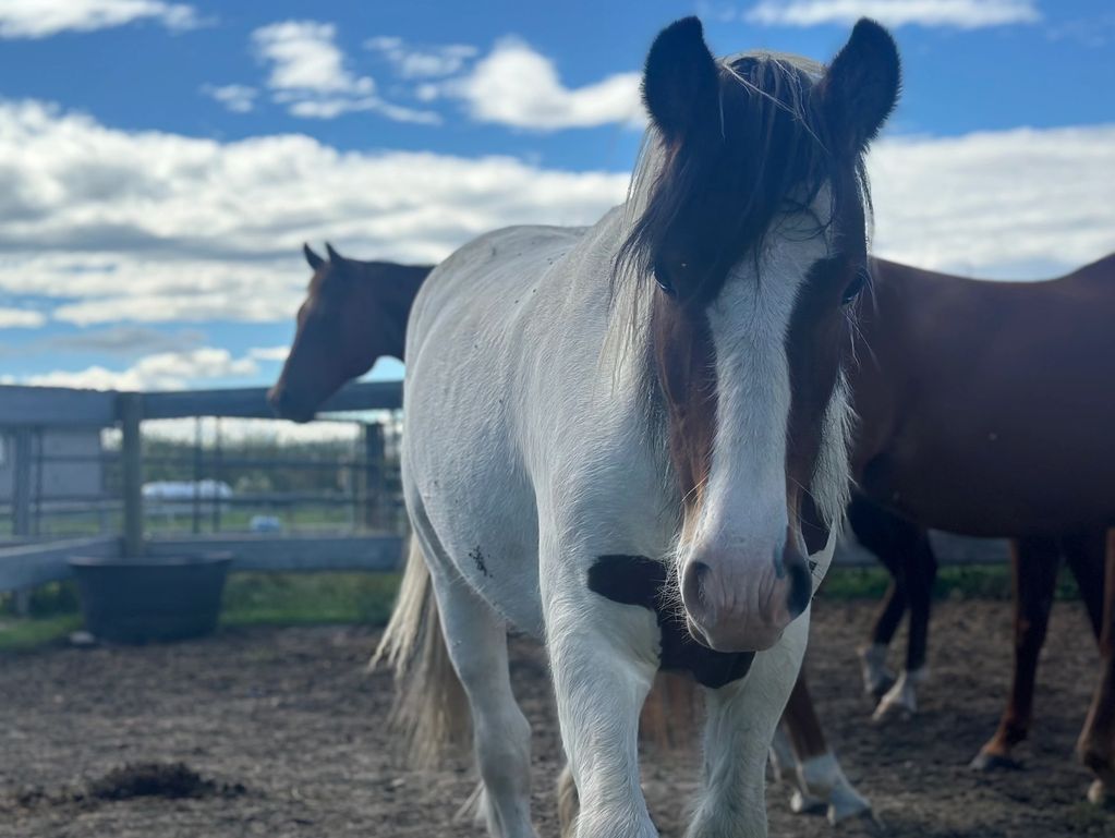 A white horse with brown patches walks in a fenced area.