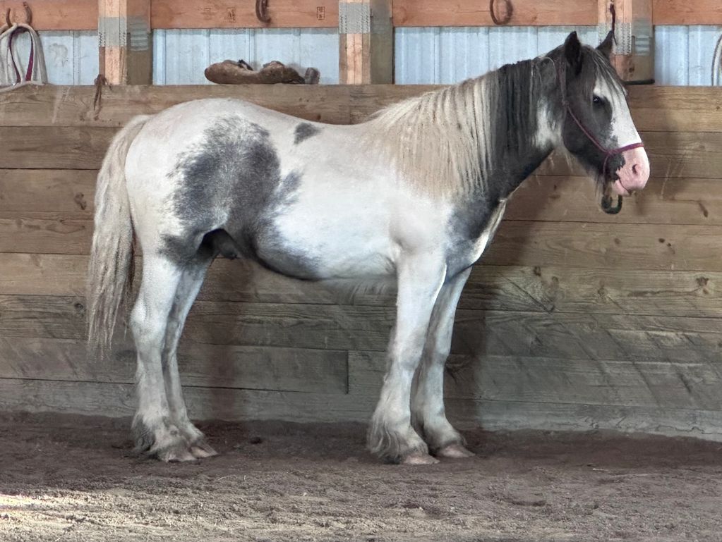 A gray and white horse standing indoors against a wooden wall.