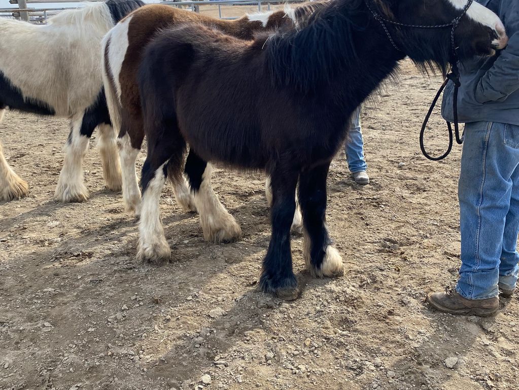 Gypsy Vanner Weanling