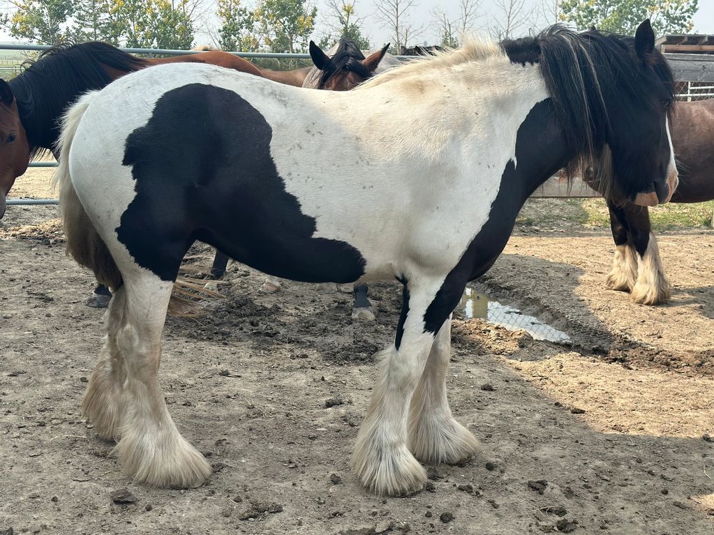 Gypsy Vanner Mare