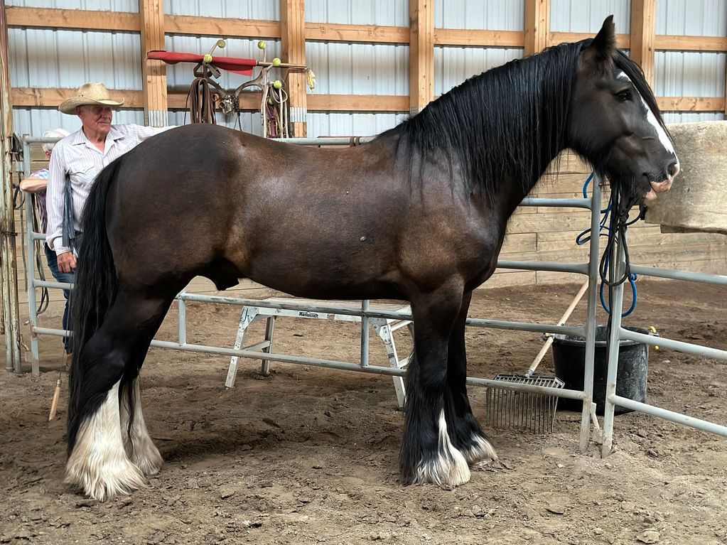 Gypsy Vanner Ranch Horse