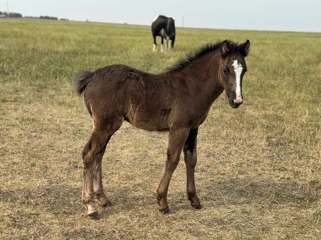 Half Gypsy Vanner Quarter pony cross