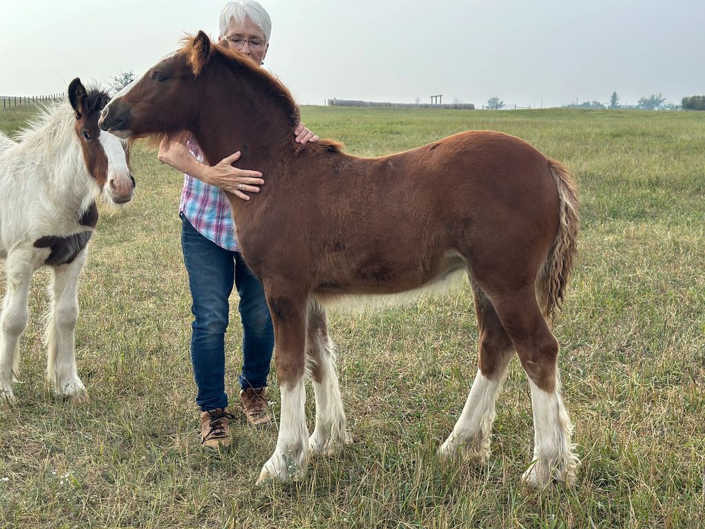 Registered Gypsy Vanner Filly