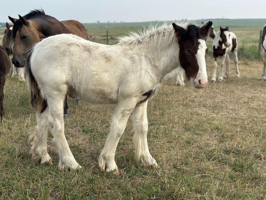 Registered Gypsy Vanner Colt