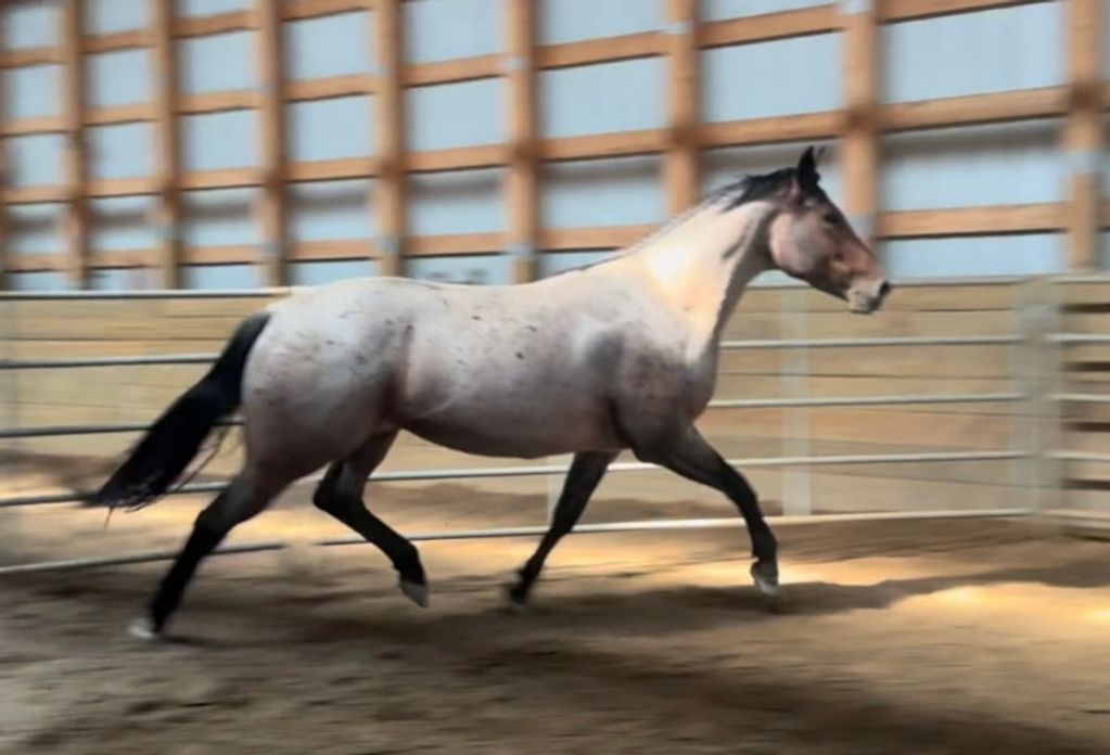 Ranch horse for sale