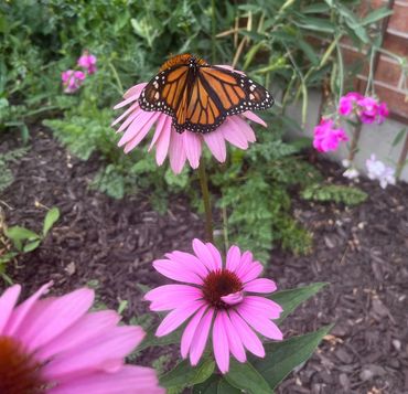 A monarch butterfly perched on a pink coneflower in a garden.