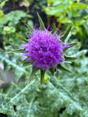 Close-up of a purple thistle flower with spiky green leaves.