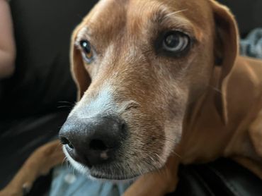 Close-up of a brown dog with heterochromia lying down indoors.