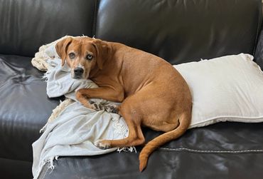 Brown dog with heterochromia resting on a black leather couch.