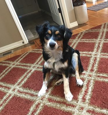 A client's dog who started barking and fearful of me and learned to be calm and politely greet.