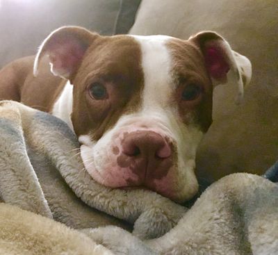 A satisfied dog who gets to use their body AND their brain is a good dog