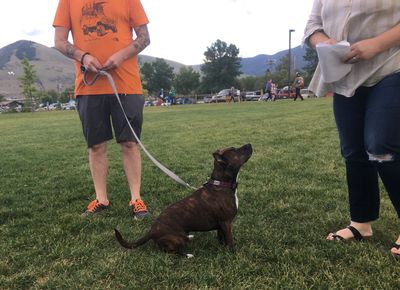 A formerly reactive dog learning better skills thanks to  reactivity behavior modification.