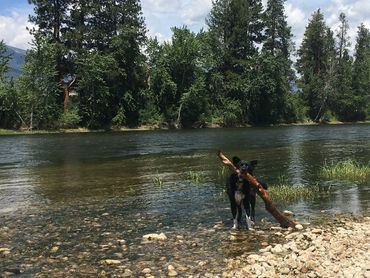 A happy dog with a big stick!