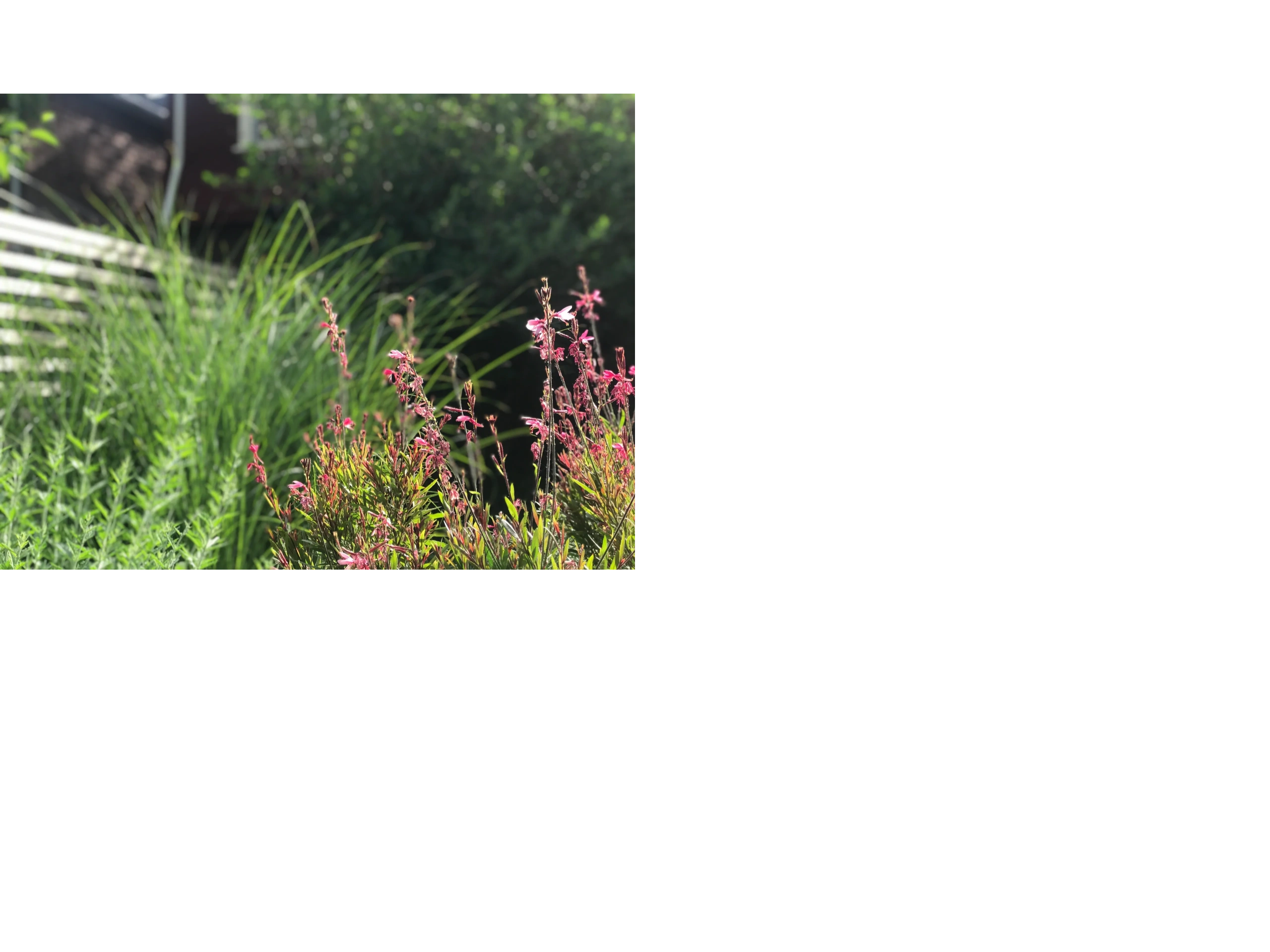 Close-up of pink flowers in a sunny garden.