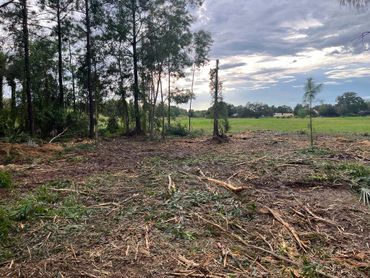 Land clearing project in Loxahatchee, Florida 5 acres tree clearing