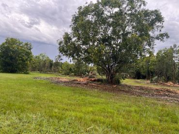 Land clearing project in Loxahatchee, Florida 5 acres tree clearing