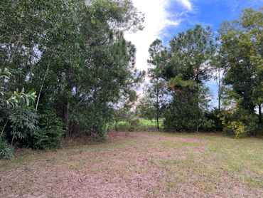Land clearing project in Loxahatchee, Florida 5 acres tree clearing