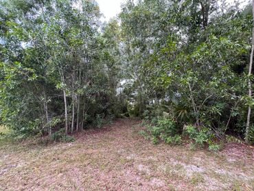 Land clearing project in Loxahatchee, Florida 5 acres tree clearing