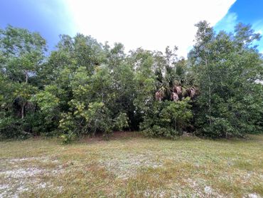 Land clearing project in Loxahatchee, Florida 5 acres tree clearing