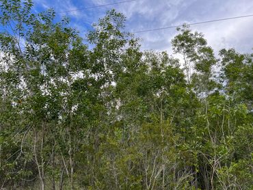 Land clearing project in Loxahatchee, Florida 5 acres tree clearing
