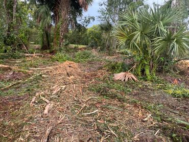 Land clearing project in Loxahatchee, Florida 5 acres tree clearing