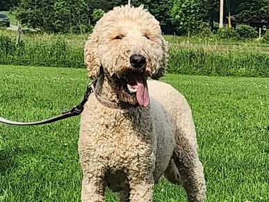 Sara was also born here and is CKC registered. Excellent mom, fully Embark health screened as well.