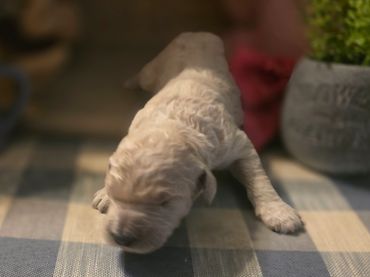 Meadow ~ Cream with a hint of Champagne girl $2500