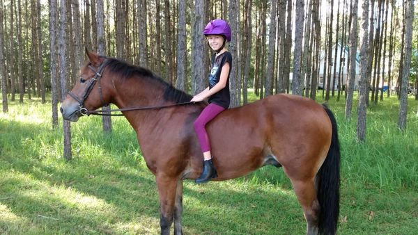 Jupiter, out of paint x draft eventing mare, Destiny.