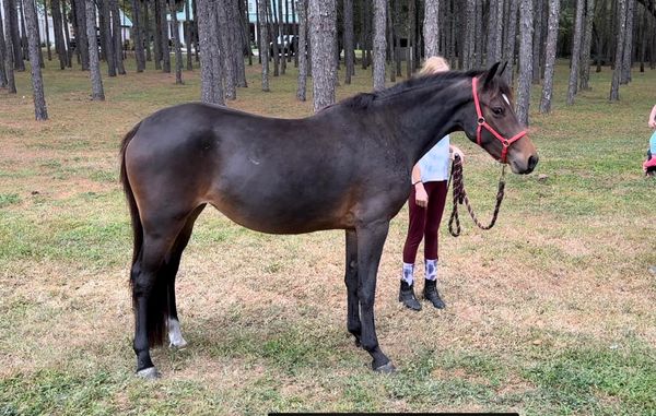 Striking Elsa, 2001 German Riding Pony Filly out of Hillcrest's Celebration. Full Sister to Striking