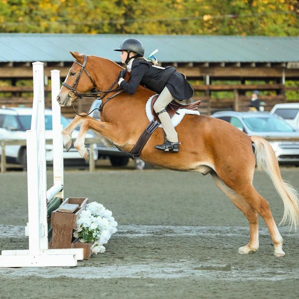 Striking Chrome ("Chromeo"), 4 y.o., out of Hillcrest's Celebration.